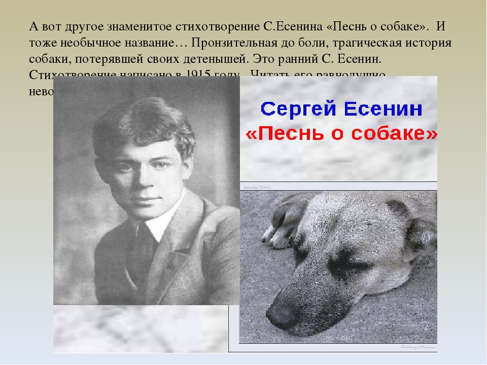 Анализ стихотворения о собаке есенин